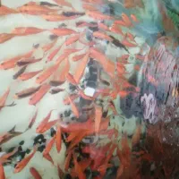 ماهی قرمز|ماهی|بیرجند, |دیوار