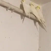 عروس هلندی مولد نر و ماده (سفید لوتینو)|پرنده|رشت, حمیدیان|دیوار