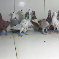 دسته ۲۰تایی پرشی نر سار دورگ