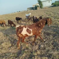 تکه فروشی|حیوانات مزرعه|گنبد کاووس, |دیوار