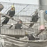 عروس هلندی|پرنده|اراک, |دیوار