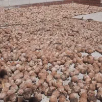 فروش گردو به صورت عمده نزدیک به 250 کیلو|عمده‌فروشی|پاتاوه, |دیوار