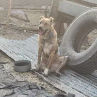 سگ افغان|سگ|سیرجان, |دیوار