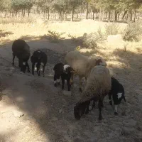 سه میش و سه بره|حیوانات مزرعه|دورود, |دیوار