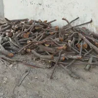 خریدار چوب وقطع درخت|خدمات باغبانی و درختکاری|فسا, |دیوار