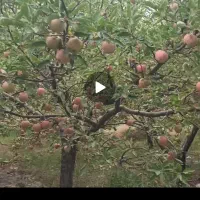 فروش باغ سیب فریمان روستای زرکک