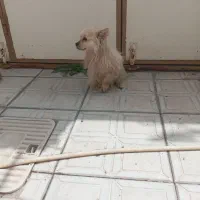 با سلام فروش سگ پامر اشپیتز اصیل