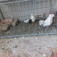 جفت دوکت تهرانی بلند