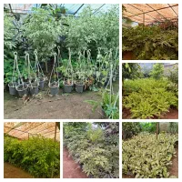 فروش گل و گیاه و سالن گلخانه