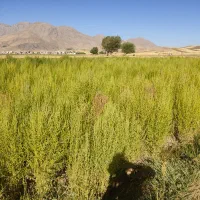 جارو بلند و کوتاه دسته شده اماده