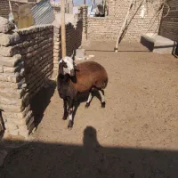 بره جنس دار تخمی قوچی افشار اصل|حیوانات مزرعه|تربتحیدریه, حاجی یار|دیوار