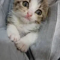 استخدام اَدمین اینستاگرام