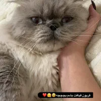 گربه پرشین هیمالین|گربه|بابل, |دیوار