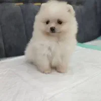 بشتابید پامر وایت فیس|سگ|مشهد, وکیلآباد|دیوار