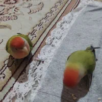 یه جفت طوطی کوتوله  سخنگو