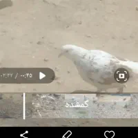 کبوتر گمشده|حیوانات|خان ببین, |دیوار