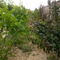 باغچه-چهاردیواری-با-امکانات-600متری