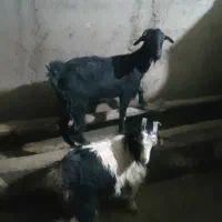 ۲عدد بز