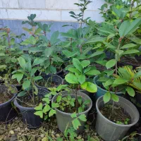 فروش گل و گیاه|خدمات باغبانی و درختکاری|رودسر, |دیوار