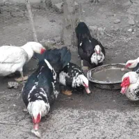 اردک خارجی بالغ و جوجه