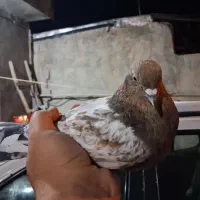 فروش کبوتر|پرنده|یاسوج, |دیوار