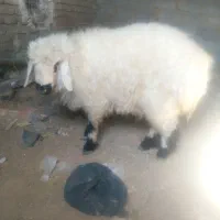 سه بره نر سنگین وزن ارکدام20کیلوگوشت