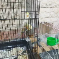 یک جفت عروس کار داده|پرنده|مشهد, کوشش|دیوار