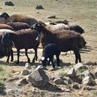 فروش گوسفند داشتی