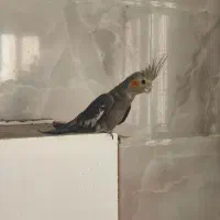 عروس هلندی|پرنده|یزد, |دیوار