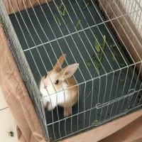 خرگوش قهوه ای