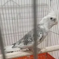 آلبینودوکت ماده