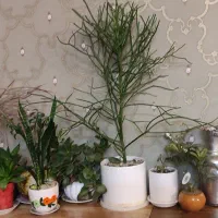 گل و گیاه سالم و سرحال