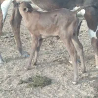 سلام گوساله نر درجه یک جنس جرسی