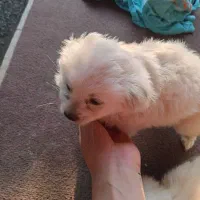 سگ اشپیز‌ پاکوتا|سگ|آستانه اشرفیه, |دیوار