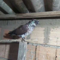 کبوتر گرگی کشیده|پرنده|آق قلا, |دیوار