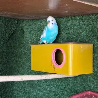 یک جفت مرغ عشق