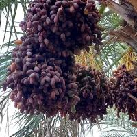 بسته بندی خرما کارتنی صدهزار تومان