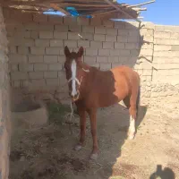 مادیون|اسب و تجهیزات اسبسواری|اسفراین, |دیوار