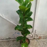 گلهای زیبا و با کیفیت