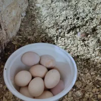 تخم مرغ لاری پایتخت