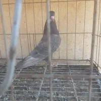 کبوتر قهوه ای|پرنده|اهواز, طالقانی|دیوار