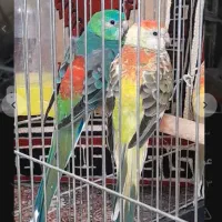 طوطی آوازه خان