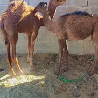 دو عدد هاشی نر چاق|حیوانات مزرعه|سراوان, |دیوار