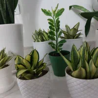 گل طبیعی|گل و گیاه طبیعی|فردیس, قریشی|دیوار