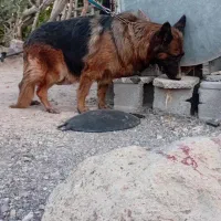 ژرمن شولاین|سگ|بم, |دیوار