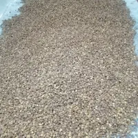 خرمای زاهدی تازه درجه 1