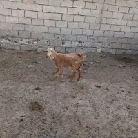 بز فروش|حیوانات مزرعه|اهواز, اهواز|دیوار