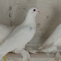 کبوتر قزقن سالم|پرنده|باسمنج, |دیوار