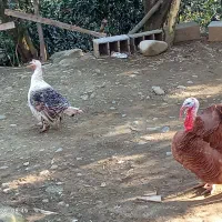 بوقلمون و خروس