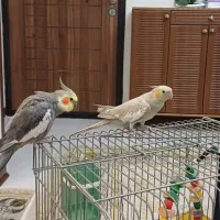 عروس هلندی نر و ماده